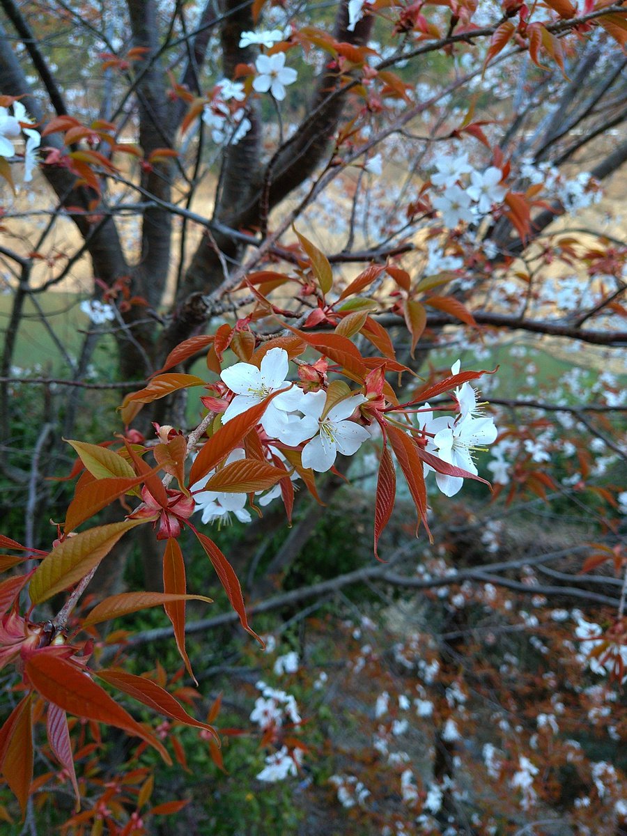 Masakuni Kimura tweet media