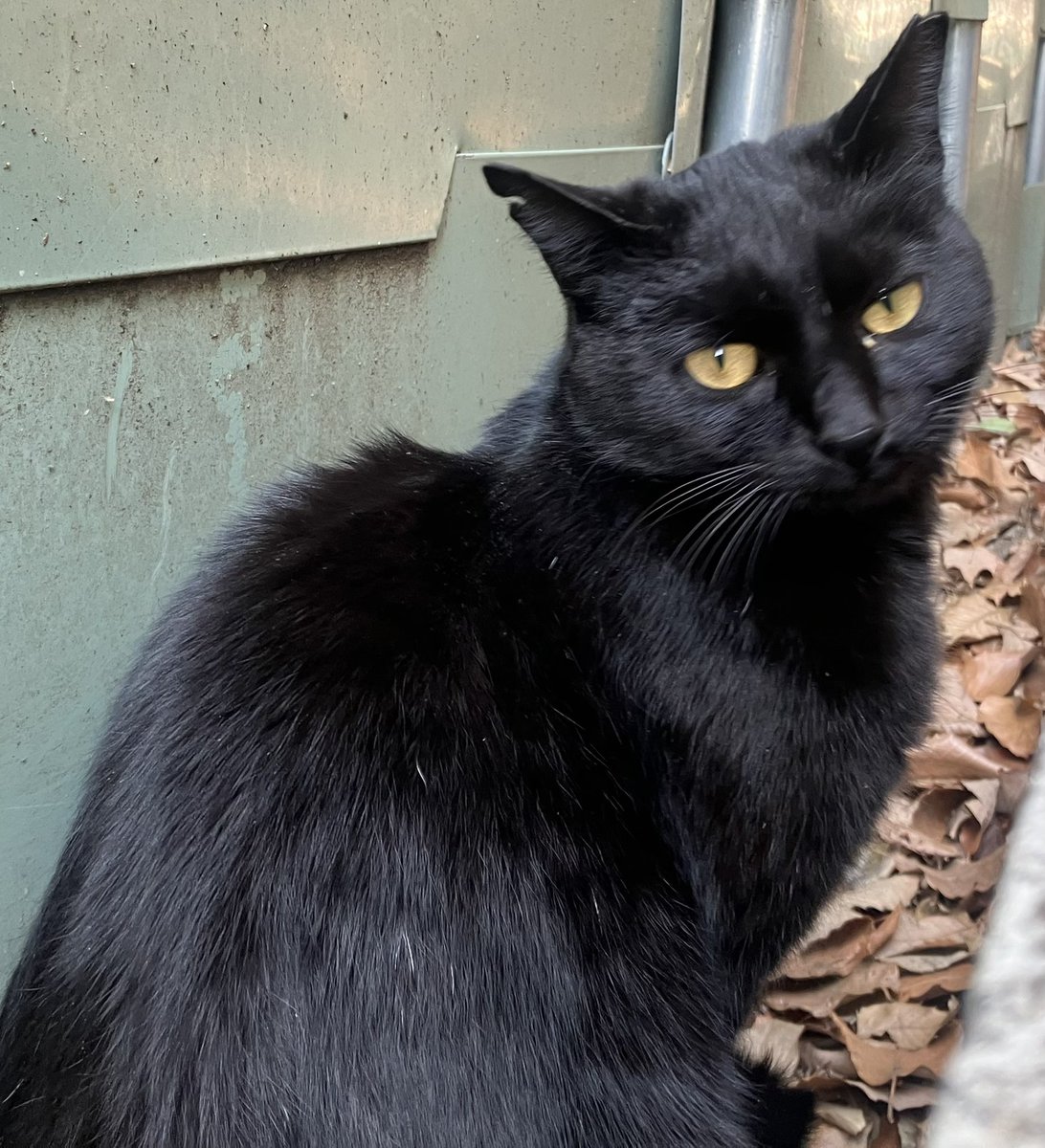 momo🍑 tweet media