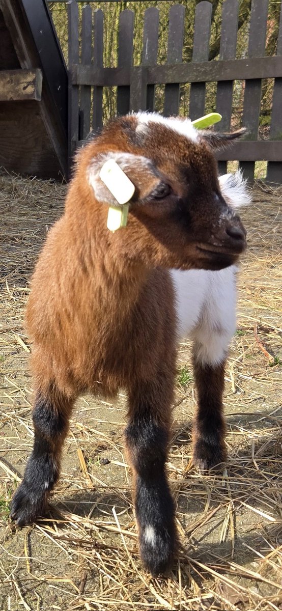 Cynthia van de Peppel 🖤💙🖤 tweet media