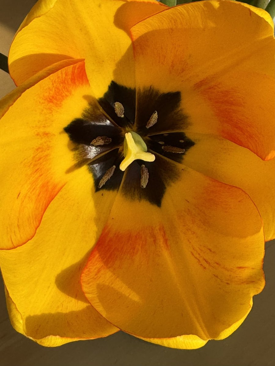 Ralf Reski 🇩🇪🇪🇺 tweet media