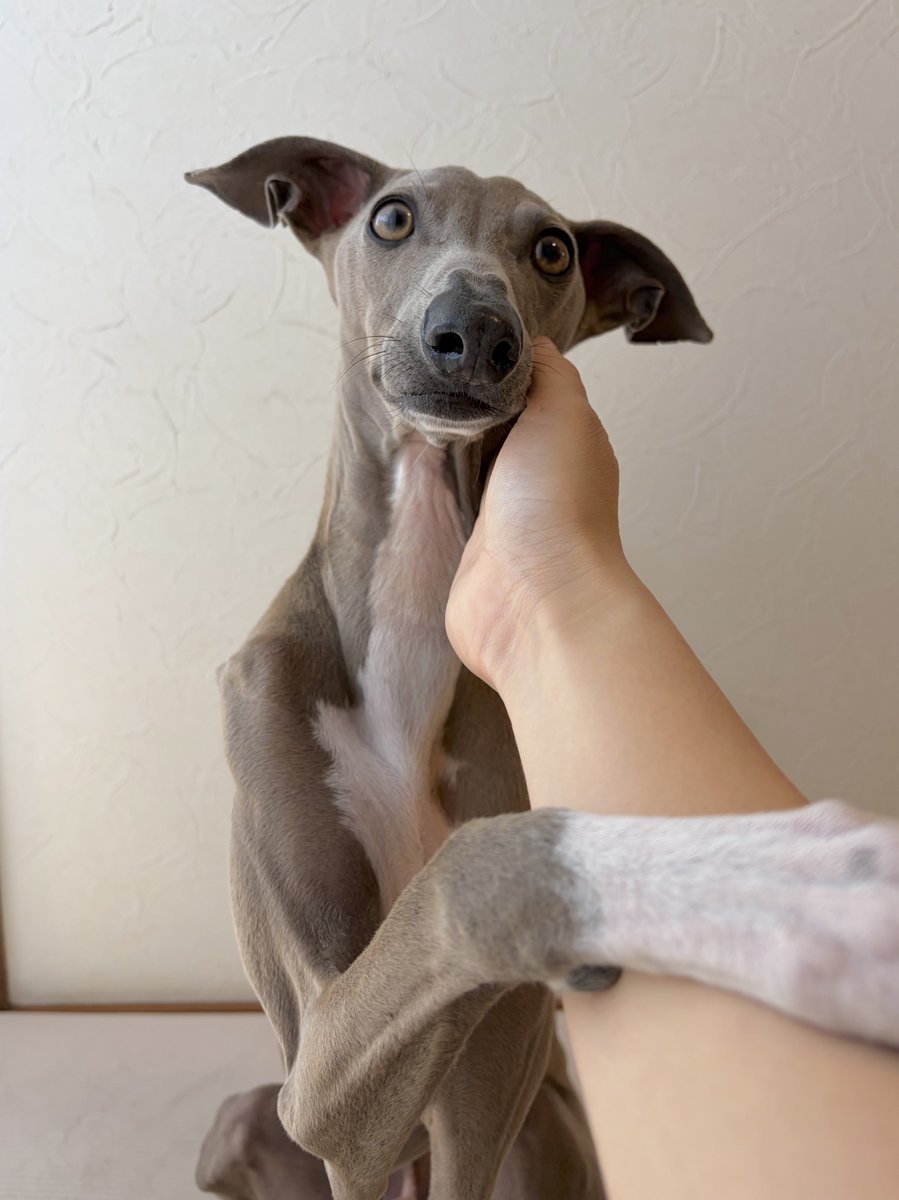 プット tweet media