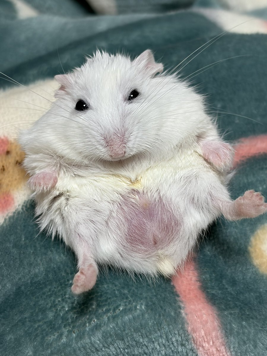 紫愛(じゅりあ) tweet media