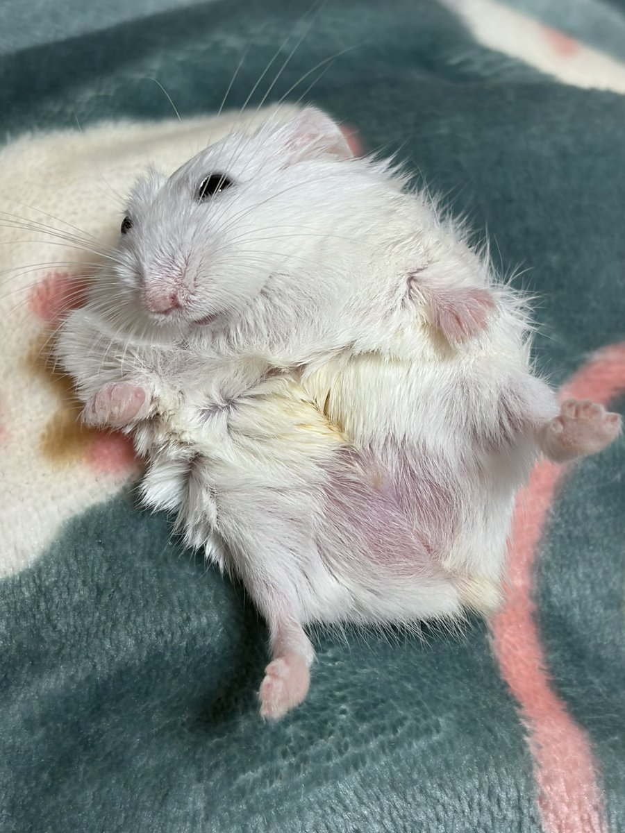 紫愛(じゅりあ) tweet media