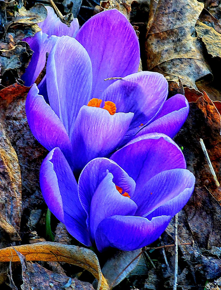 Tuula Ström 🌻🇺🇦🇪🇺 tweet media