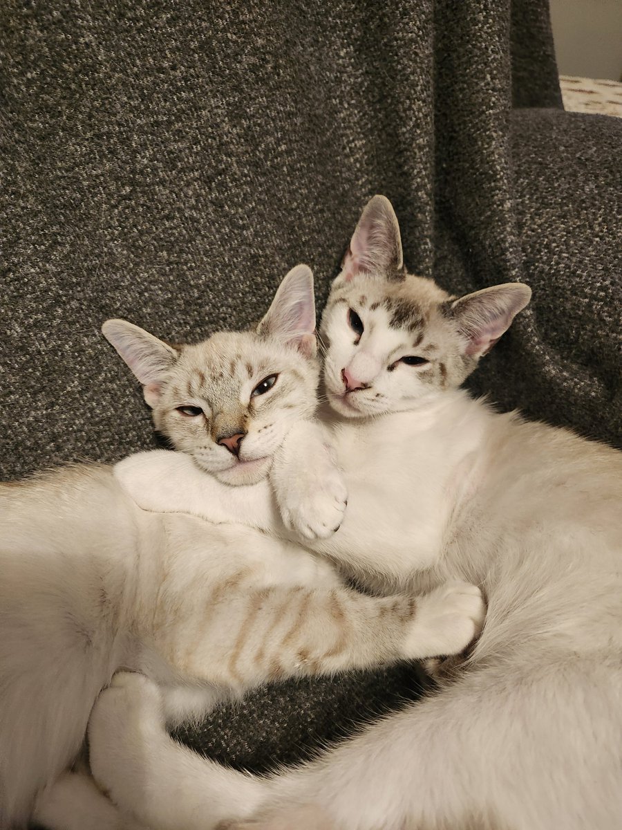 🐈 Ranae 🐈‍⬛ tweet media