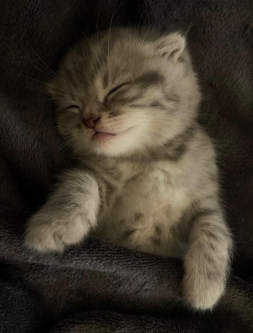 Silly little cats tweet media