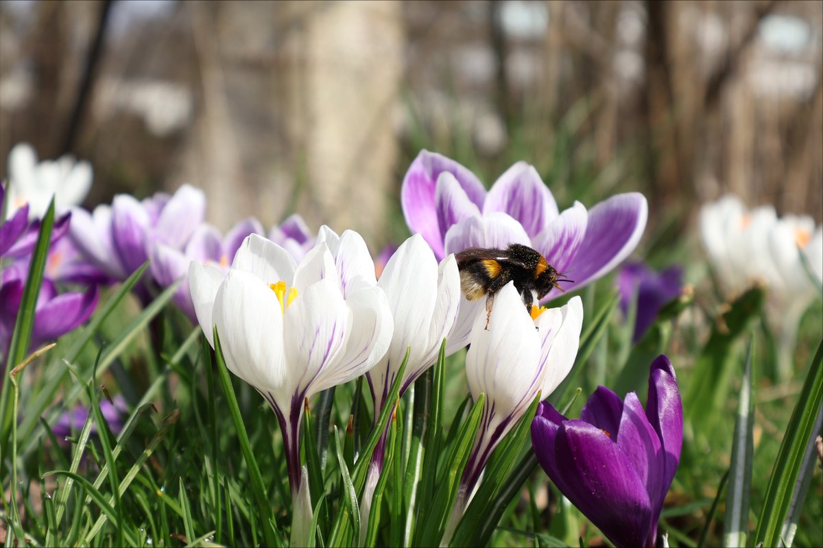 Provincie Groningen tweet media