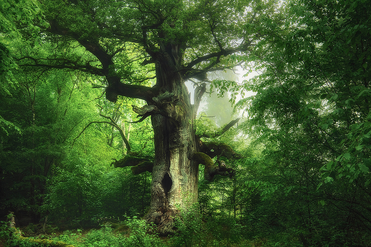 Gasometer Oberhausen tweet media