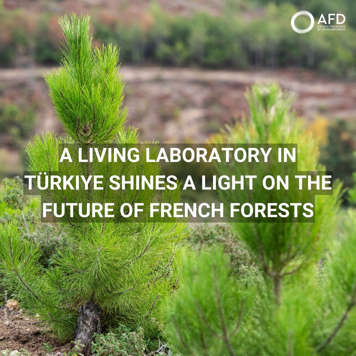 AFD_en 🇫🇷 🇪🇺 tweet media