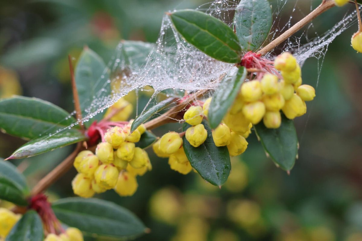 Jupiter_Hadley's tweet image. Foggy morning walk today! #photography #fog #noedits