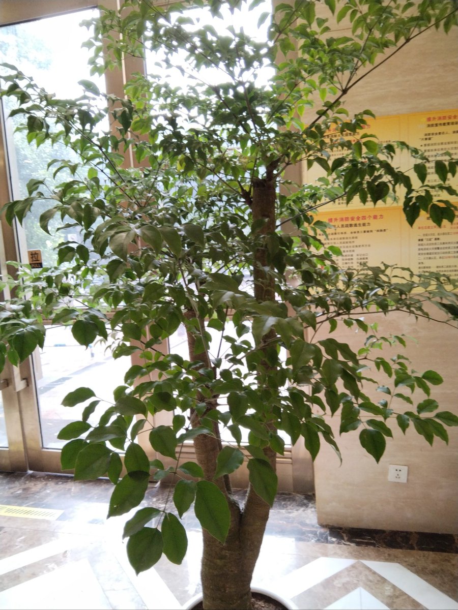 Manoel Rodrigues tweet media