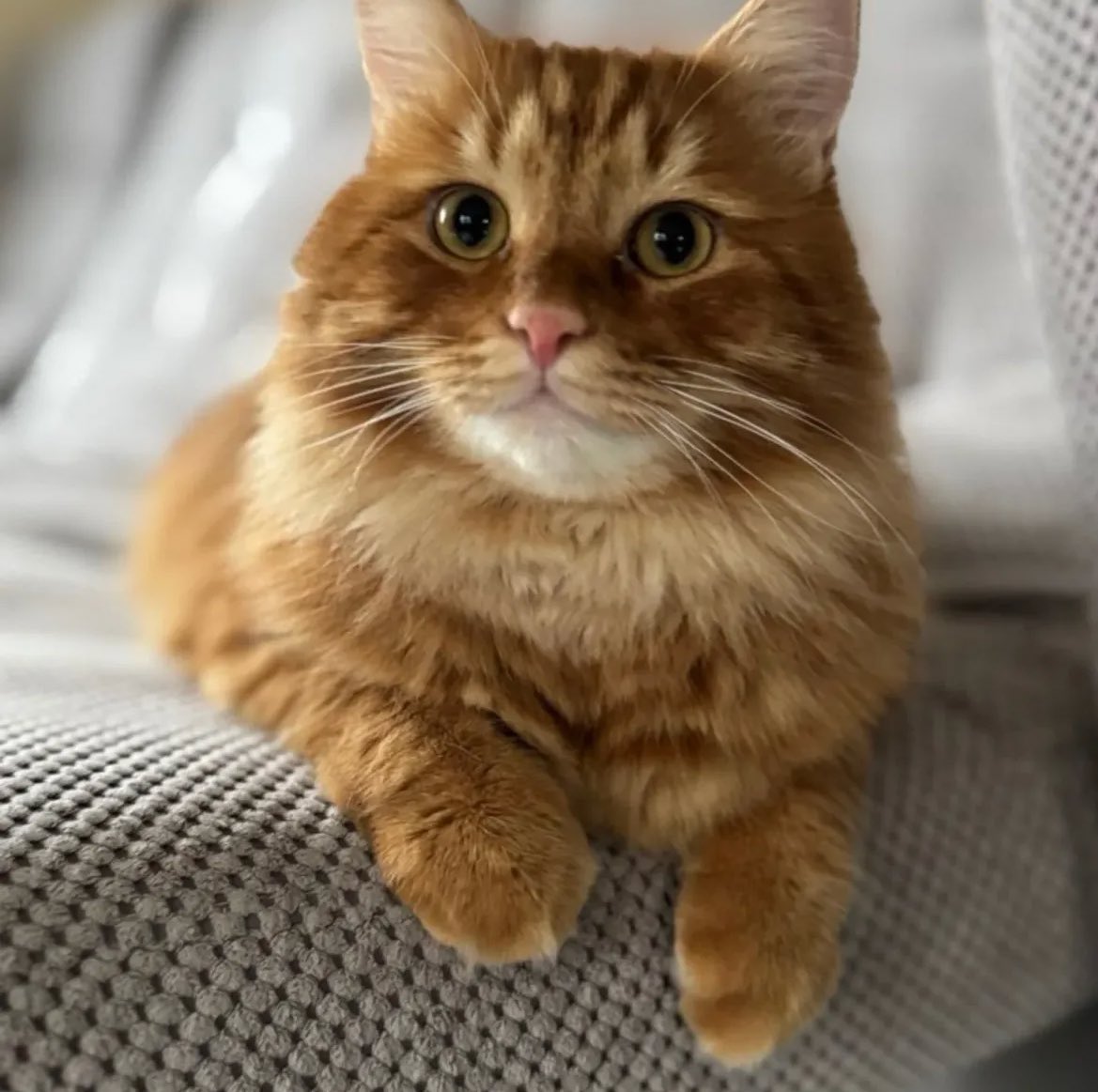 жанна, 25, 🇺🇦 tweet media