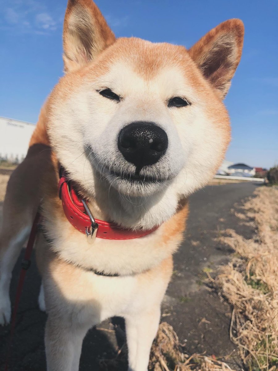 真希ナルセ(マキ) tweet media