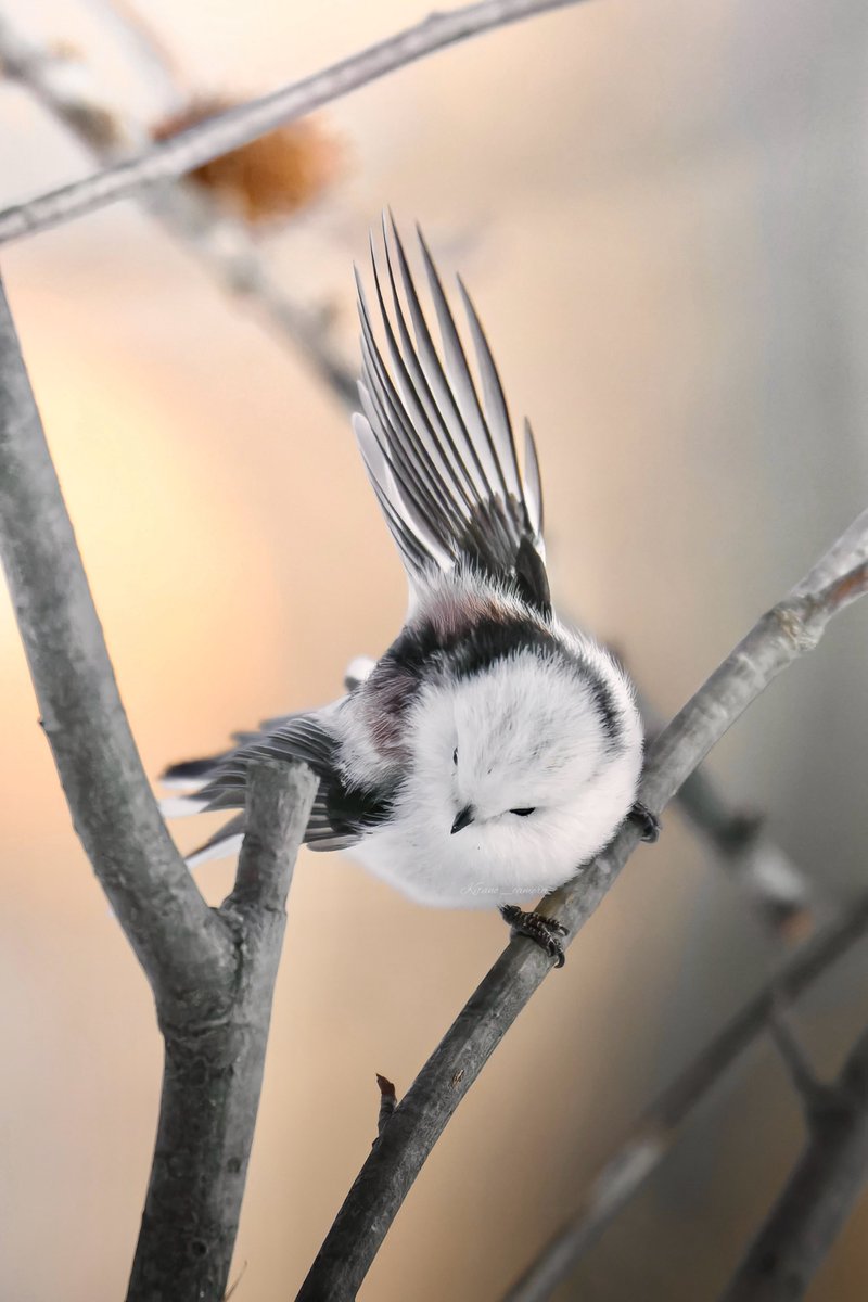 北のキャメラ@十勝でシマエナガ撮る人 tweet media