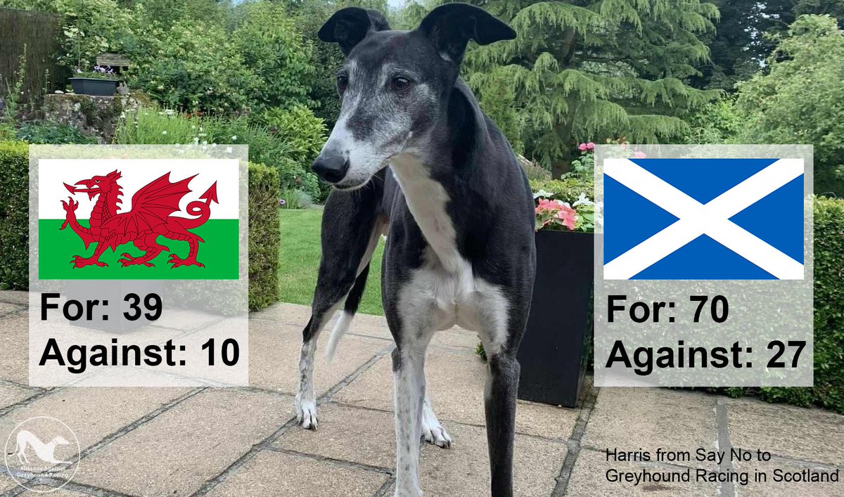 Alliance Against Greyhound Racing tweet media