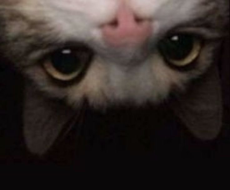 𝖘𝖆𝖙𝖄𝖆𝖒 tweet media