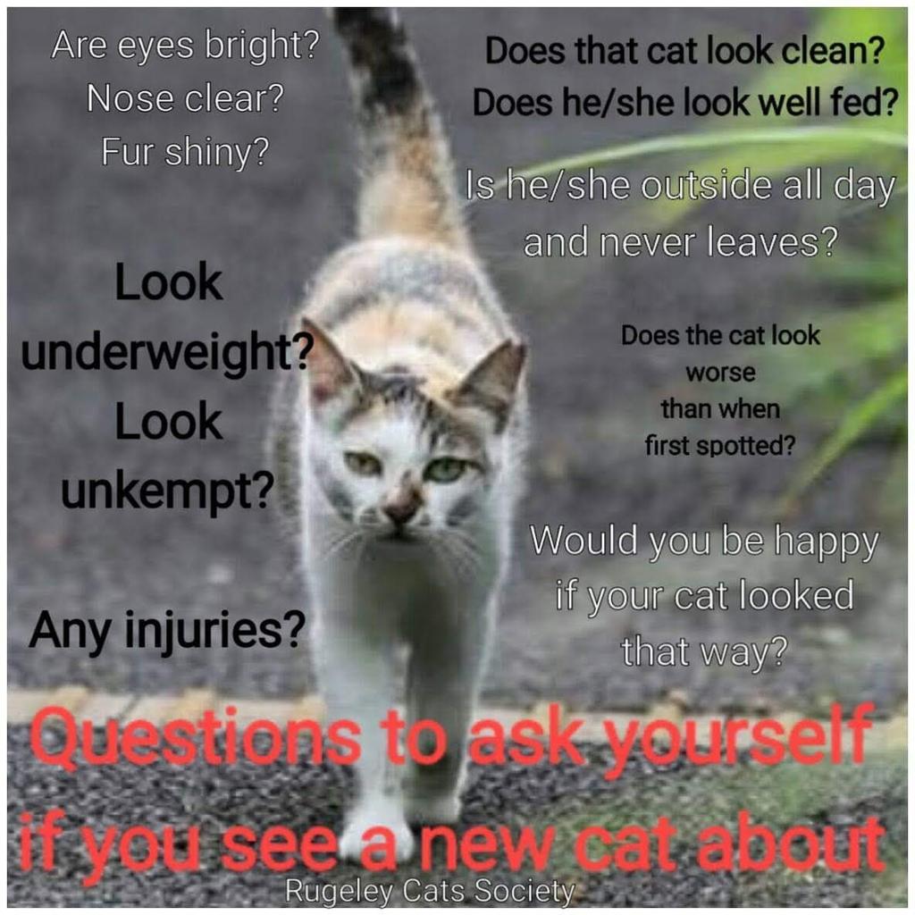 MissingPetsGB's tweet image. Today is #MissingCatsDay

There are maby  people who don't understand/k⁴now that when it comes to cats, *Finders Keepers* is a criminal act, punishable by fine or even prison time.

There are so many families missing their beloved cats💔👇