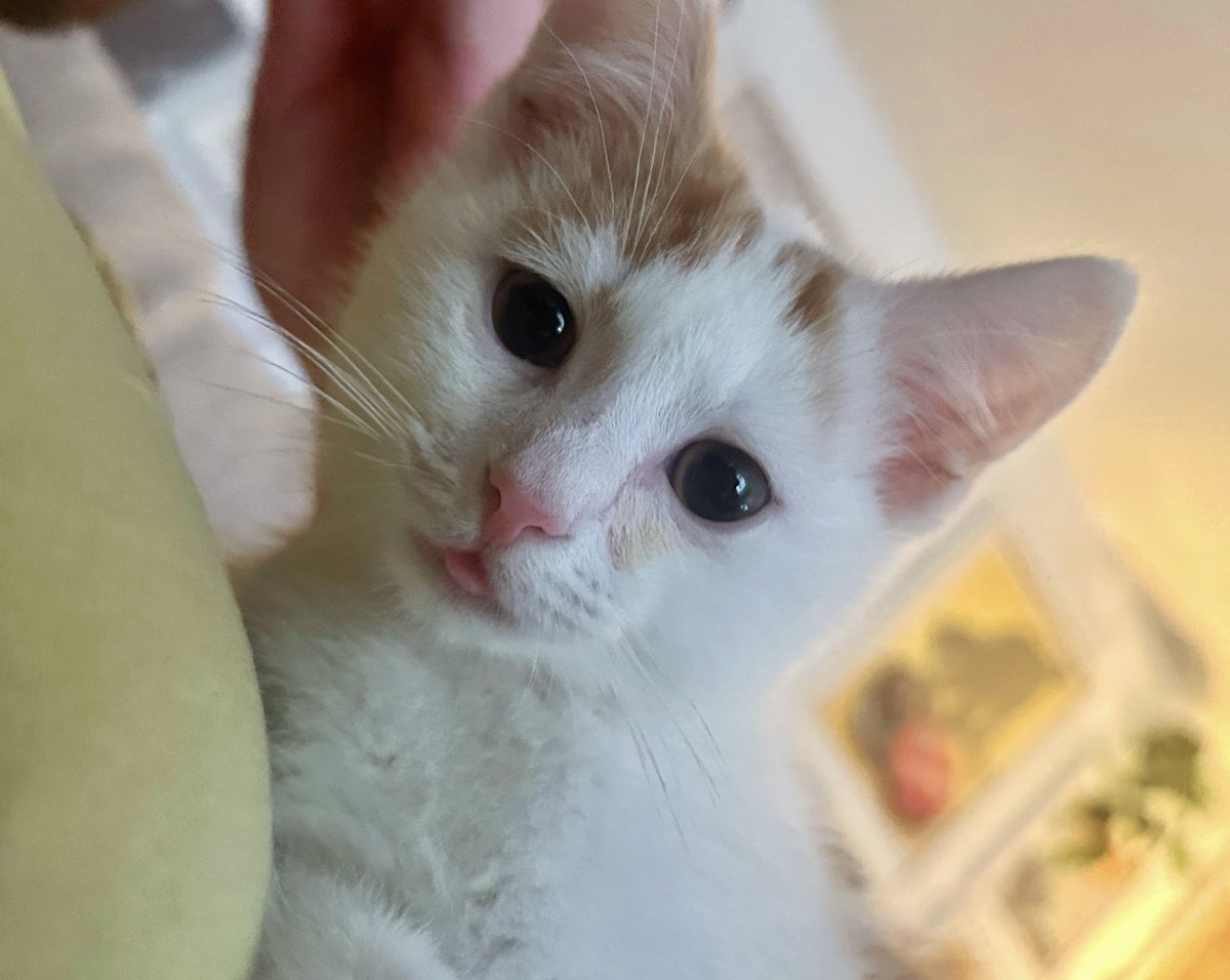 🎨 TORE & CHILI 🐈 tweet media