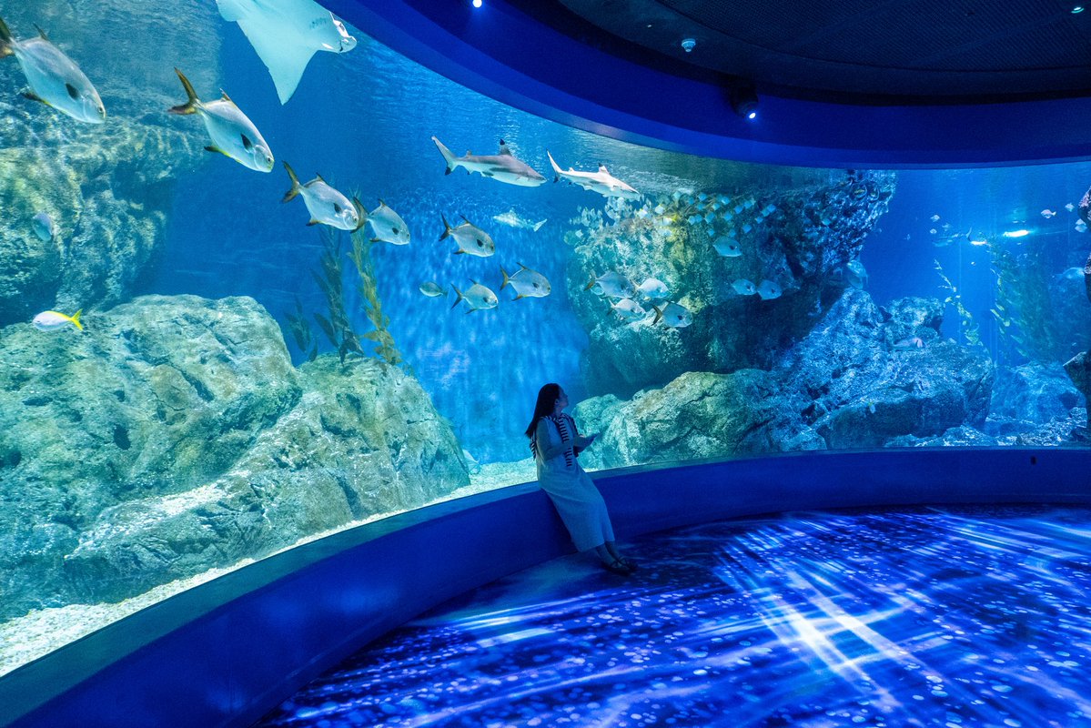 อัปเดตงานแสดงไฟธีมทะเลยามค่ำคืน @ซีไลฟ์ แบงคอก

📍พิกัด: SEA LIFE Bangkok ชั้นบี 1 สยามพารากอน
🗓️ระยะเวลา: วันนี้ - 20 กันยายน 2569
🎟️ซื้อบัตรเข้าชมทางเว็บไซต์ของ SEA LIFE Bangkok หรือสามารถซื้อหน้างานได้เช่นกัน