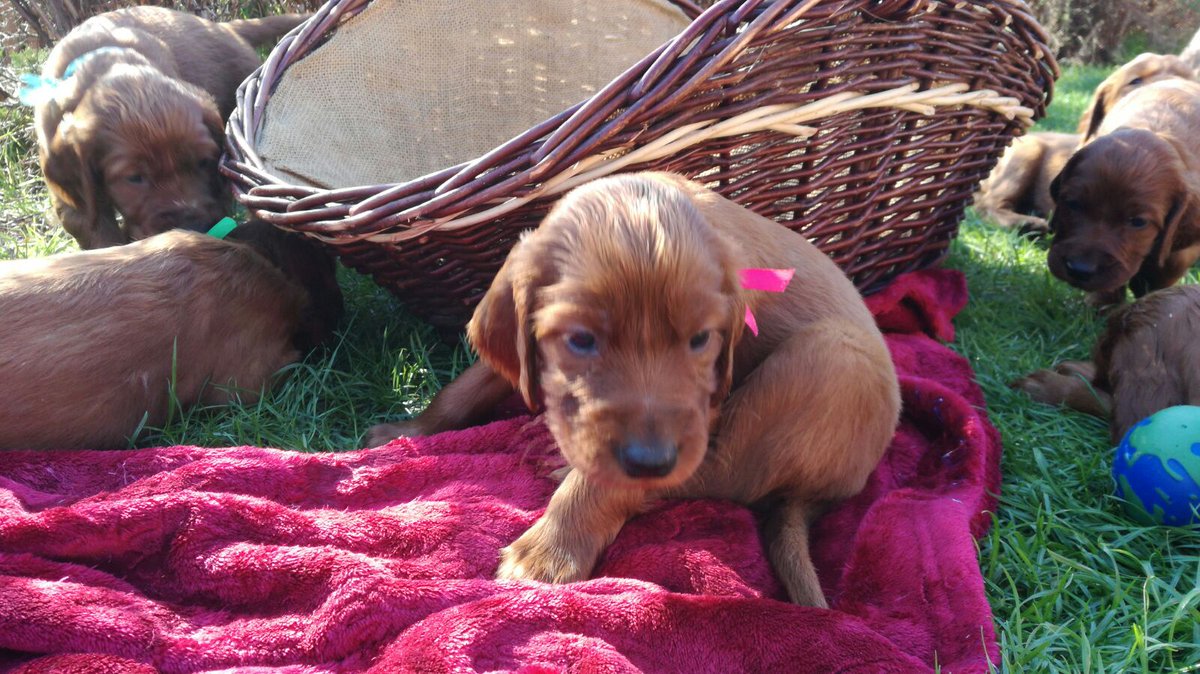 Marie Šůchová tweet media