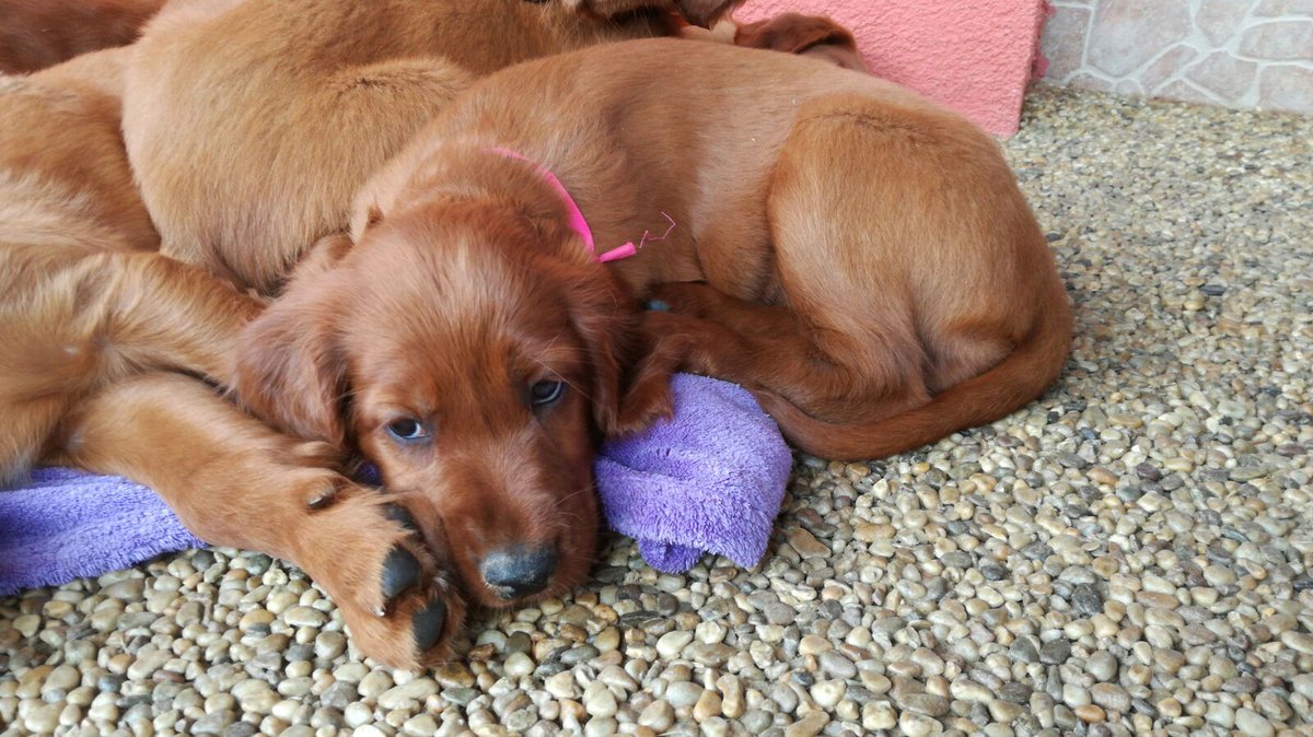 Marie Šůchová tweet media