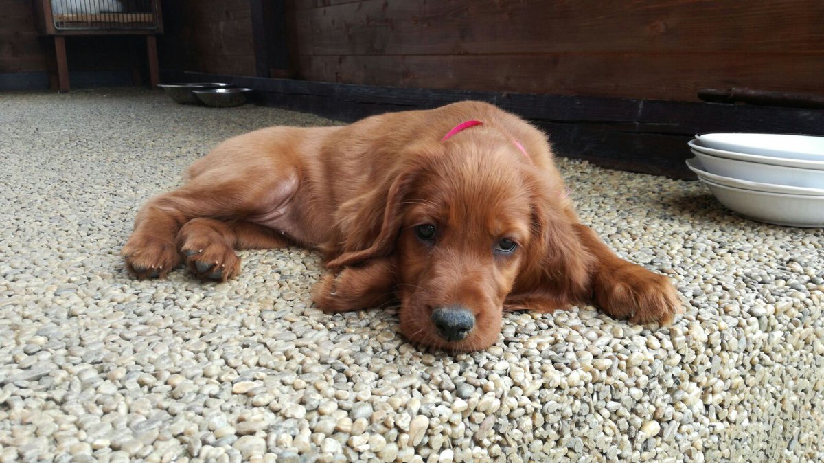 Marie Šůchová tweet media