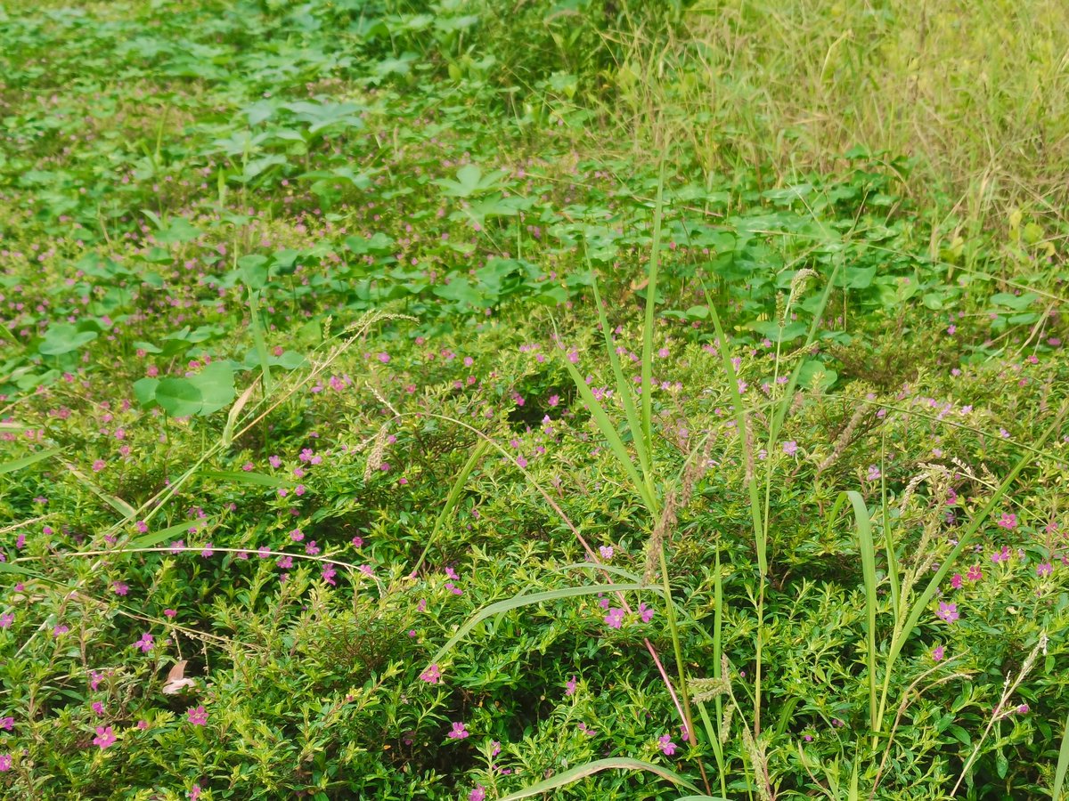 Kwenza Zungu tweet media