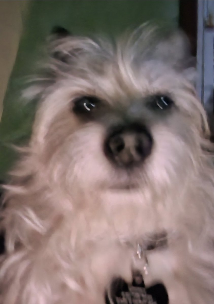 Chryssi Best Wubz tweet media