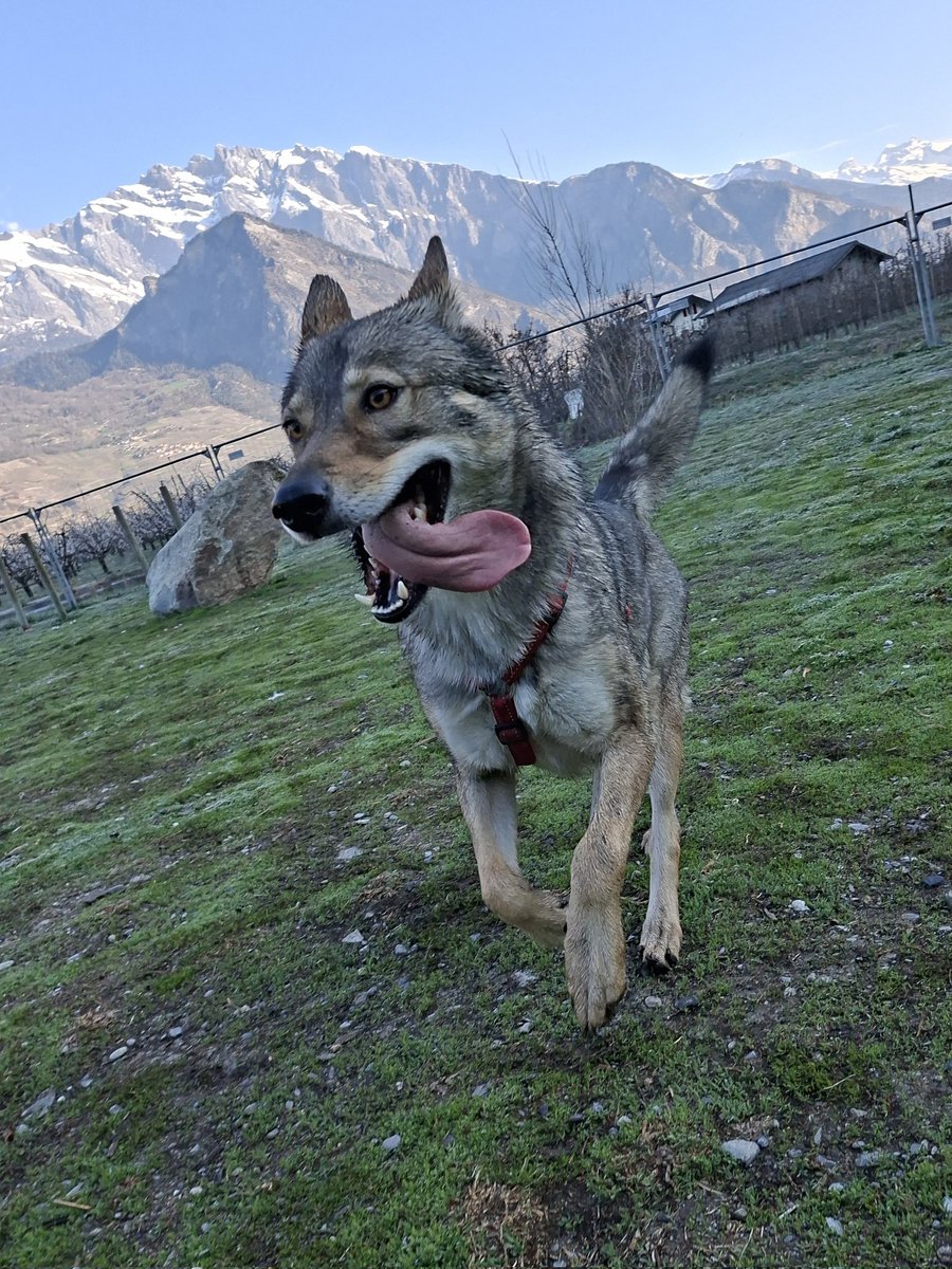 🇨🇭🌲Eric, CEO of the Swiss🌲🇨🇭 tweet media