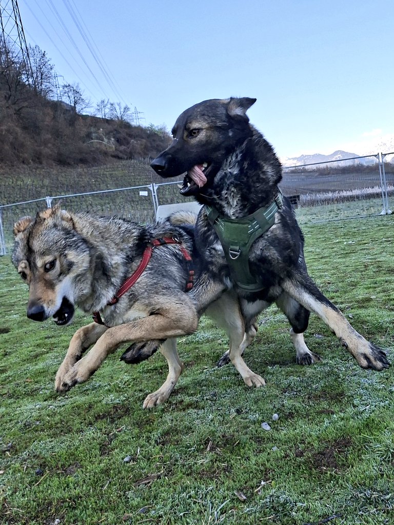 🇨🇭🌲Eric, CEO of the Swiss🌲🇨🇭 tweet media