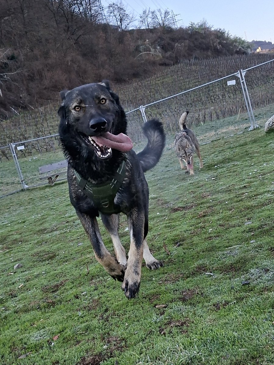 🇨🇭🌲Eric, CEO of the Swiss🌲🇨🇭 tweet media