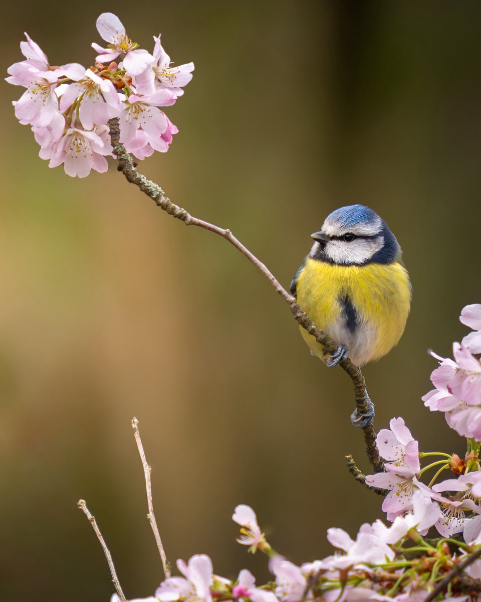 Paul Browning Photography tweet media