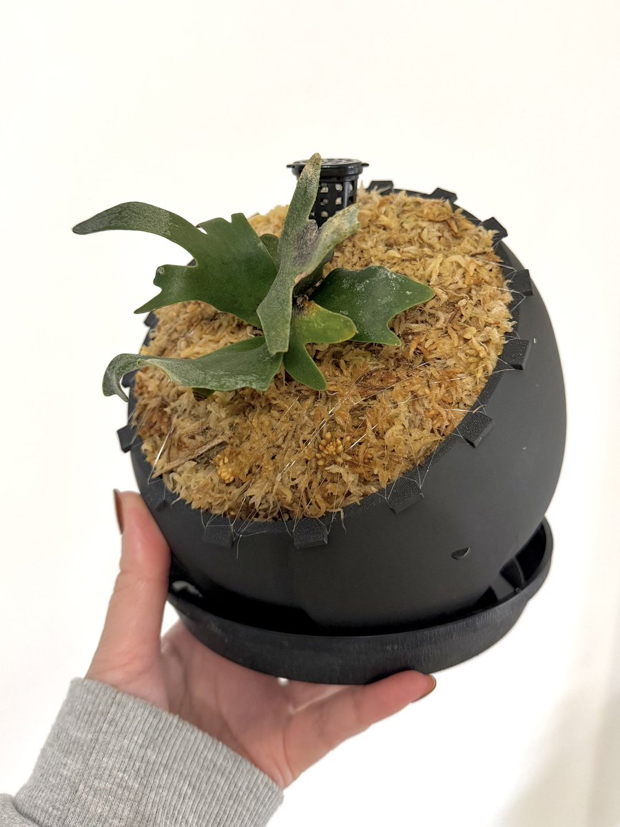 まゆみに tweet media