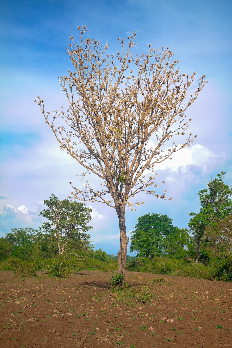 Solomon Anomet O'jay 256🇺🇬 tweet media