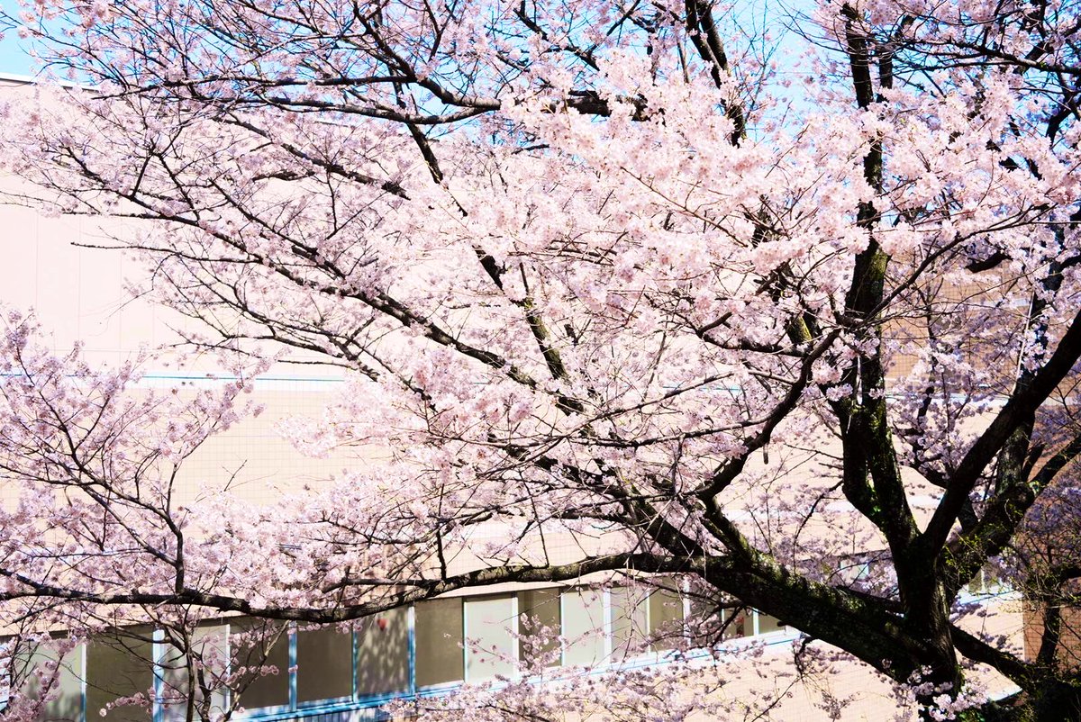tokyonodaipr's tweet photo. とても良い快晴の中、今年もたくさんの学生たちが巣立ってゆきました。

この季節はほんとうに別れと出会いの季節ですね。

卒業生の皆さんに良き出会いがありますように🌸 https://t.co/wyHrWxNSDB