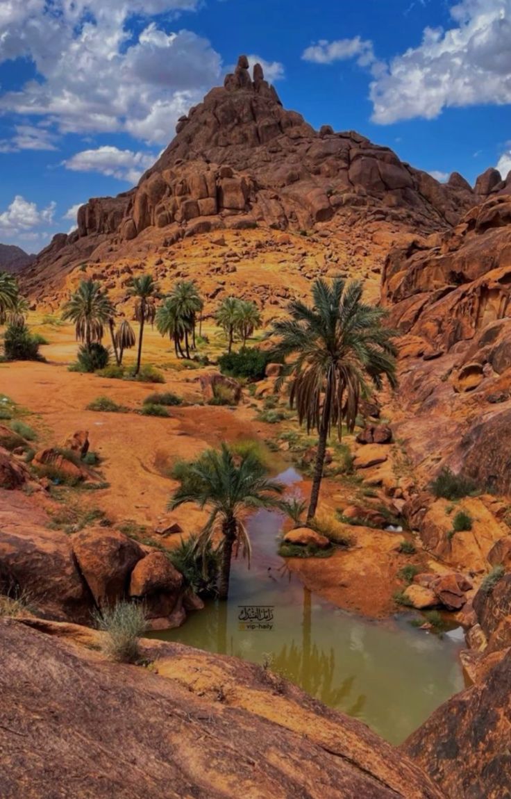 ابو فارس(حائل) 🤍 tweet media