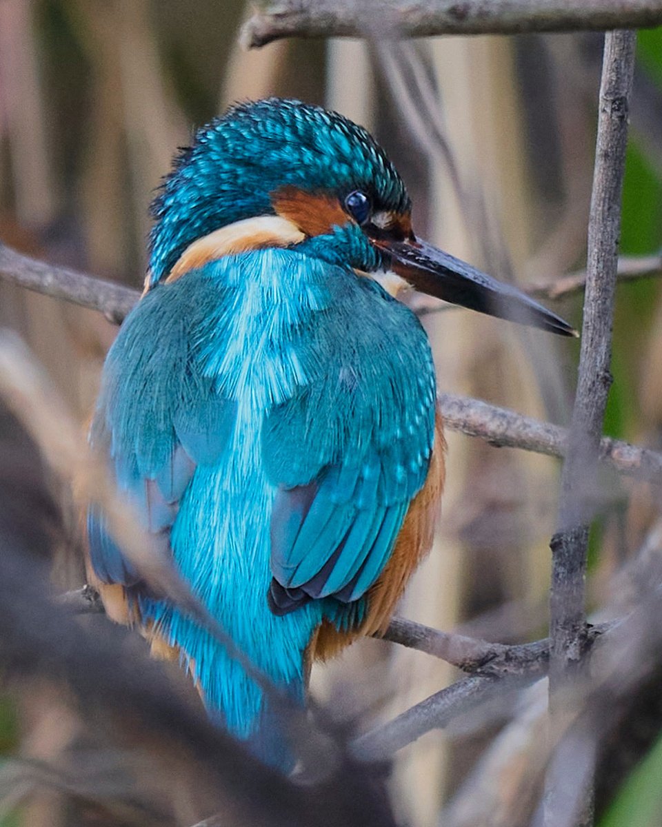 paul hayes tweet media