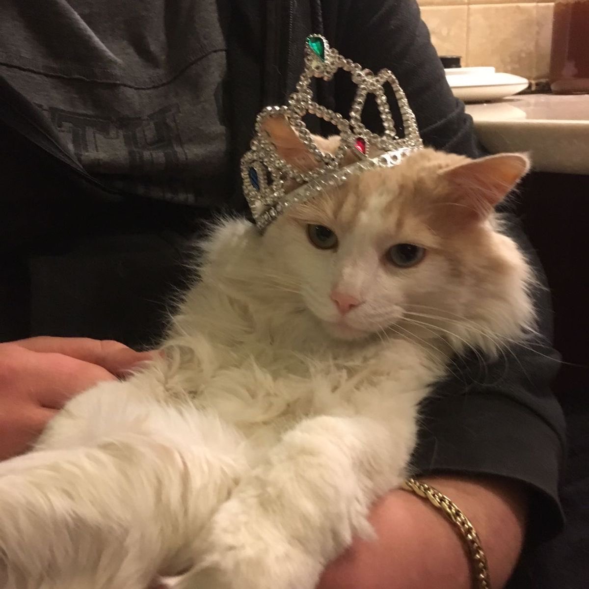 blessmebape's tweet photo. #imking…😾 https://t.co/EJfLW7Wm1N