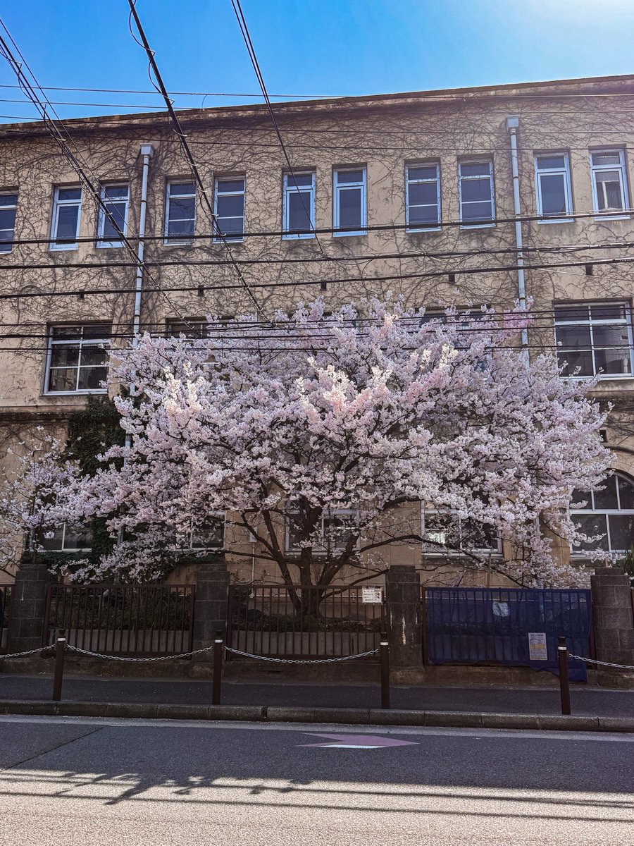 rnova123's tweet photo. 今日の美しく咲いた桜、はるめき桜🌸
聖徳中学校で見つけました。京都ではもう咲き始めています☺️

#京都 #桜 #日本 #KyotoSpring #CherryBlossom https://t.co/z0CclqMd94