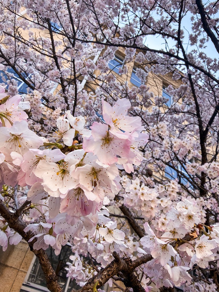 rnova123's tweet photo. 今日の美しく咲いた桜、はるめき桜🌸
聖徳中学校で見つけました。京都ではもう咲き始めています☺️

#京都 #桜 #日本 #KyotoSpring #CherryBlossom https://t.co/z0CclqMd94
