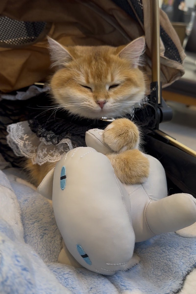 𝗭𝗲𝗿𝗼 *ੈ✮ tweet media