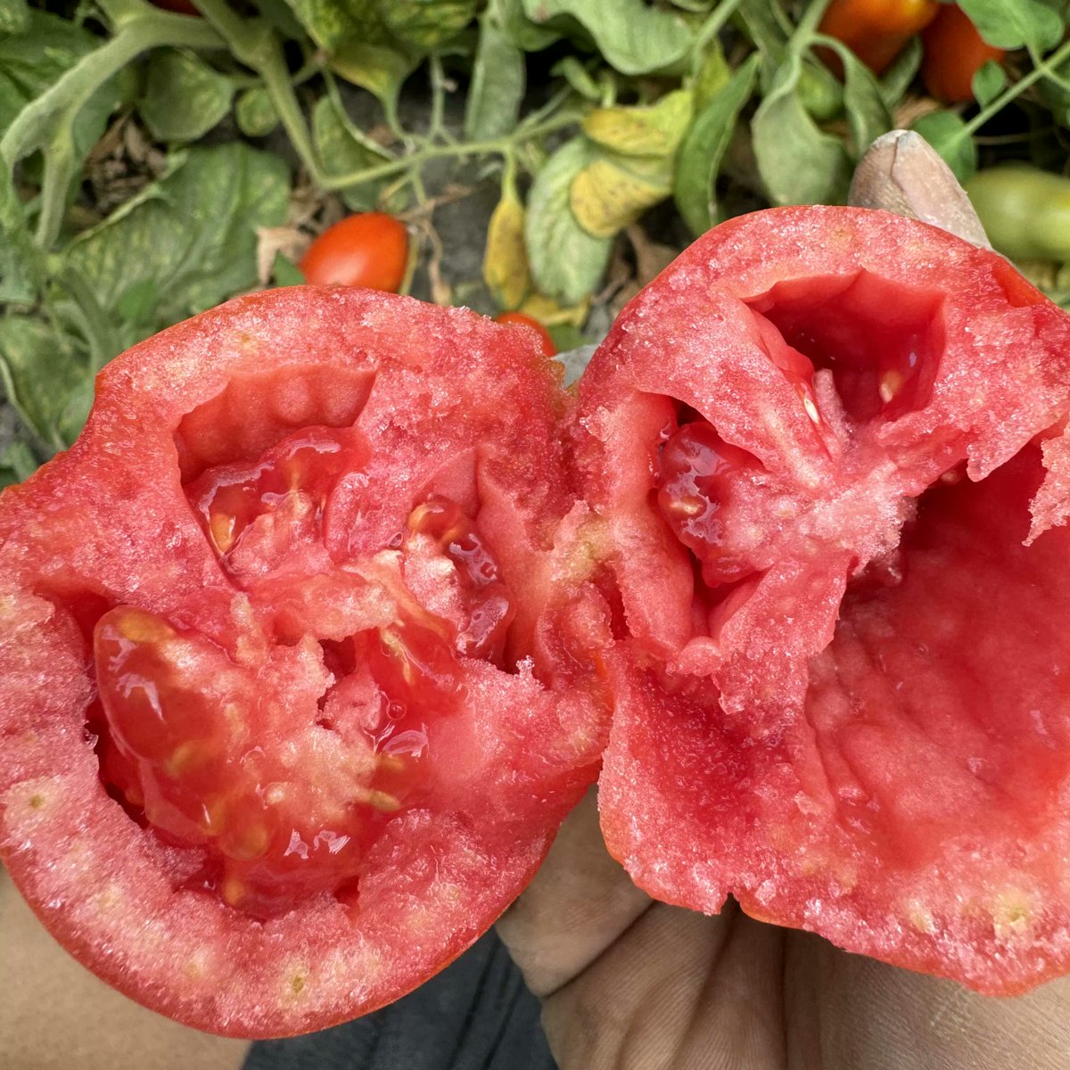 Hailey Jones 🍒 tweet media