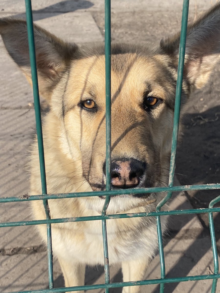 Бабай волохатий tweet media