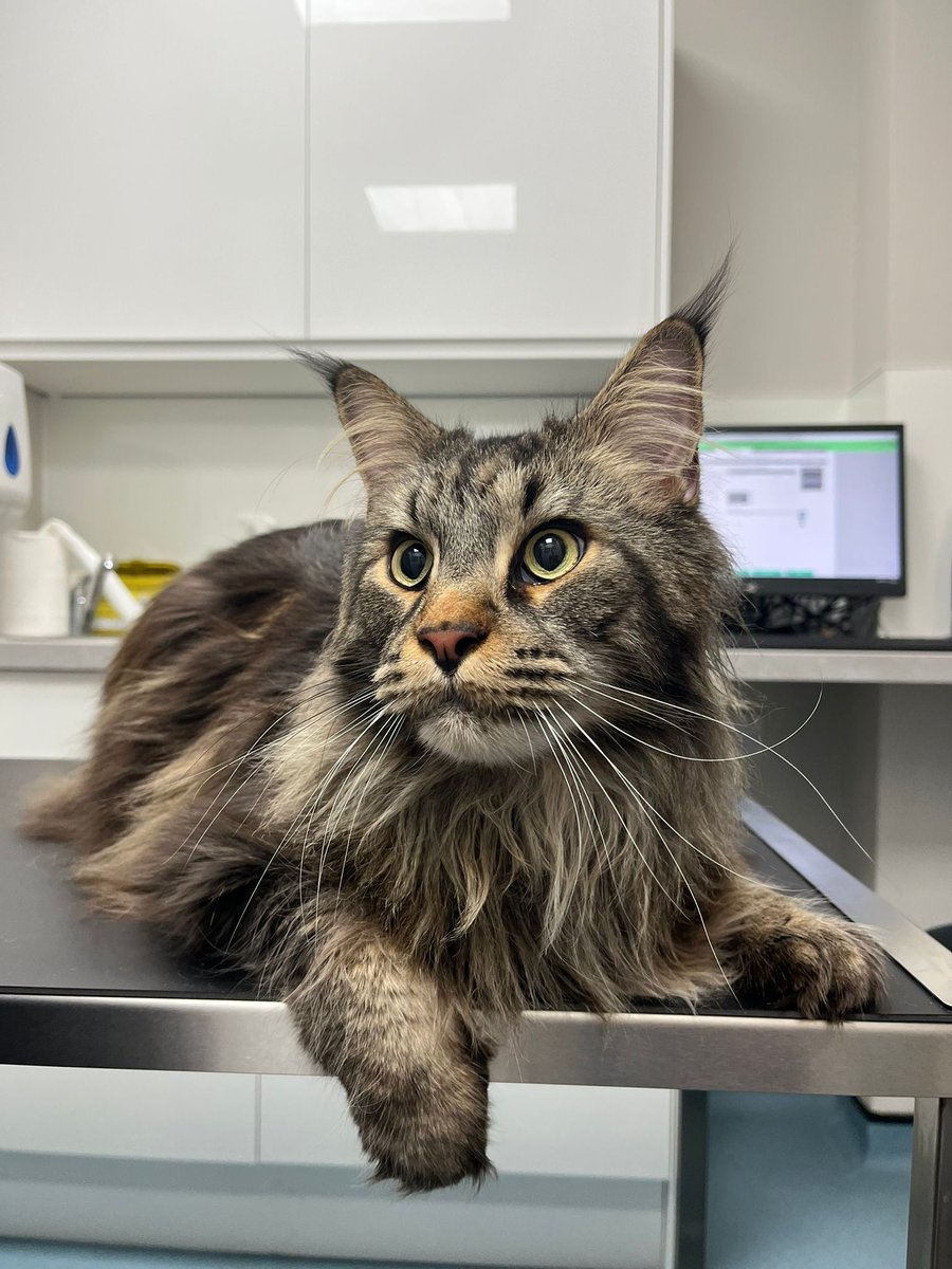 St Kitts Veterinary Group tweet media