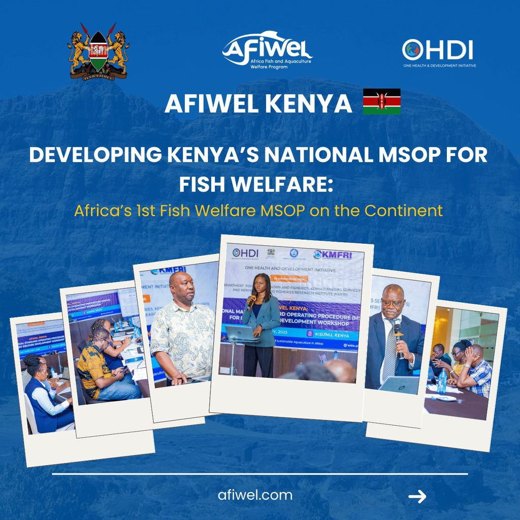 afiwelprogram's tweet photo. OHDI, KeFS, the State Dept of Blue Economy &amp; KMFRI held a 4-day workshop in Kisumu to co-develop Kenya’s Fish Welfare MSOP—Africa’s first. The milestone advances ethical, standards-aligned aquaculture.

#AFIWEL #OHDI #FishWelfare #SustainableAquaculture https://t.co/T8Z5vMhI2x