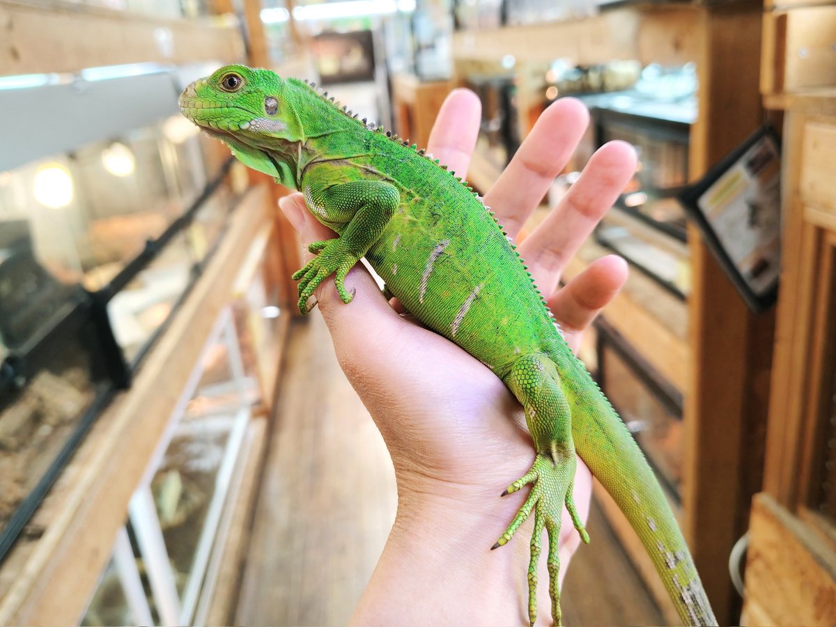 SAURIA守口店 tweet media