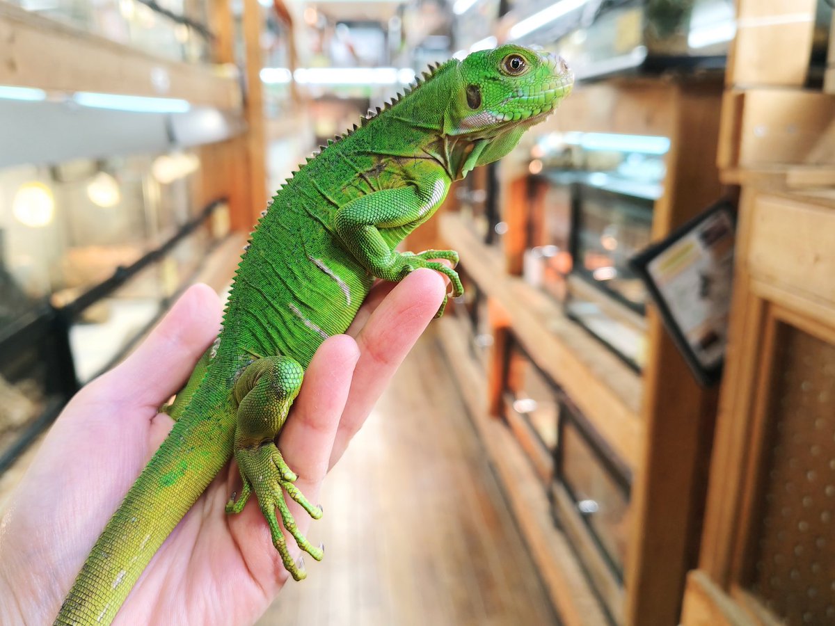 SAURIA守口店 tweet media