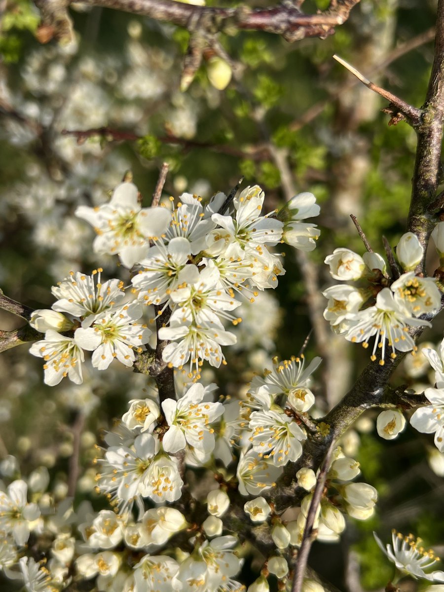 Lee Edwards ⛰🥾🐿️🐝🐈‍⬛🦊 tweet media