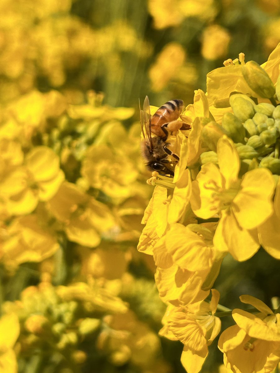 よっかいち tweet media