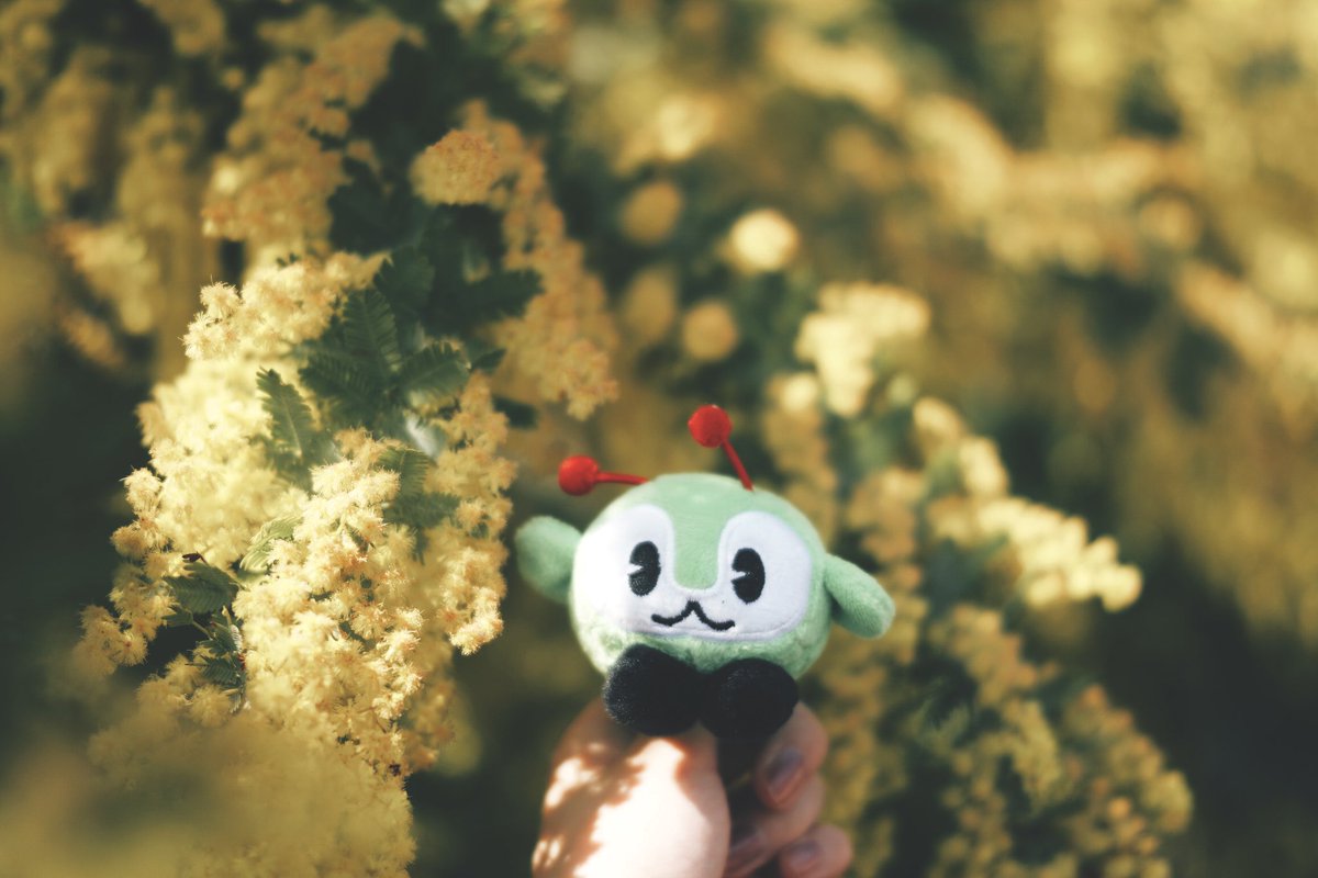 ミモザが満開だね